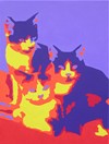 3 Katzen